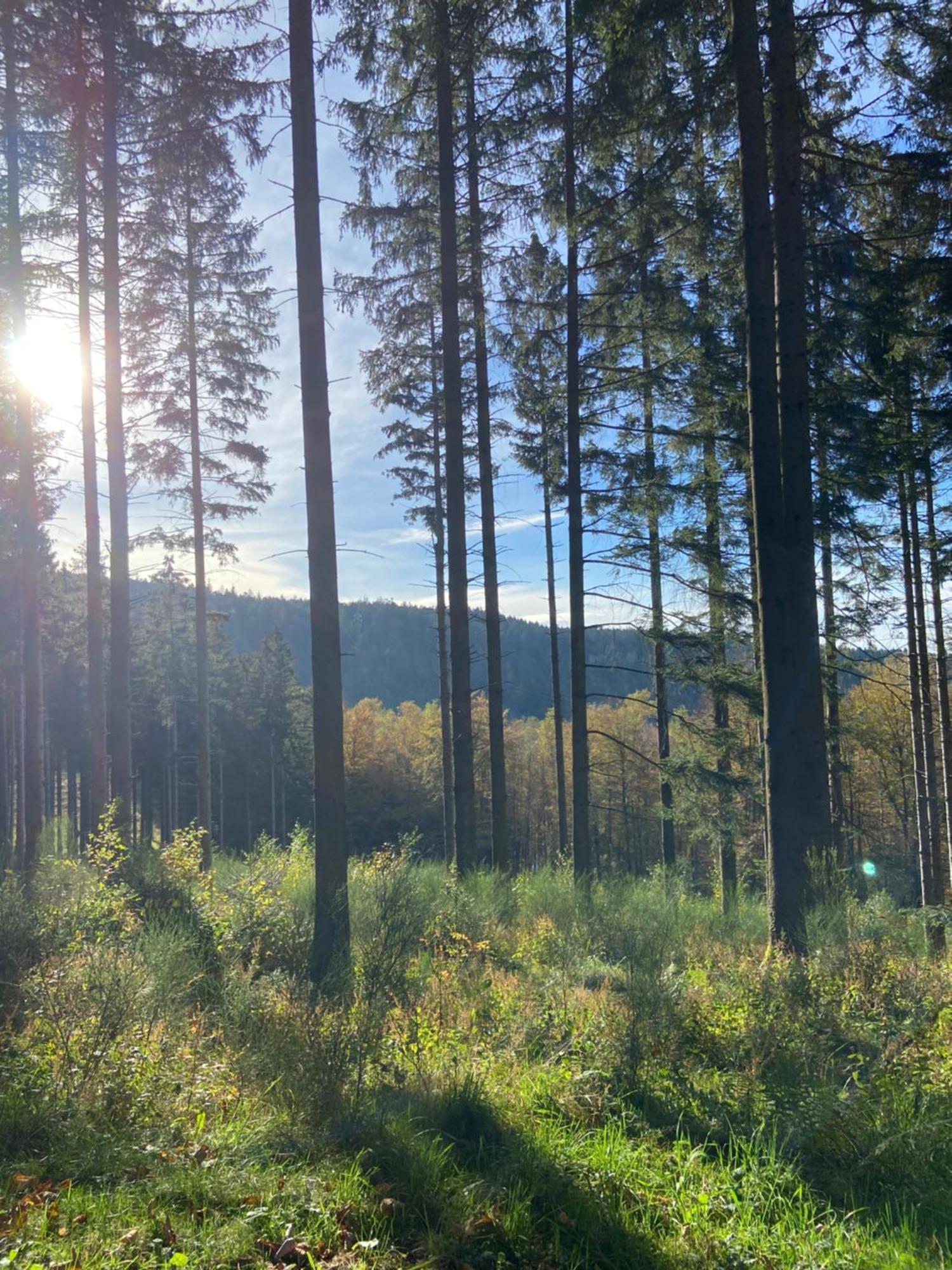 Chalet Authentique Au Calme, En Lisiere De Foret, Montagne, Sentiers 15Mn Gerardmer & Alsace "Chalet Mon Beau Sapin" Anould Eksteriør billede