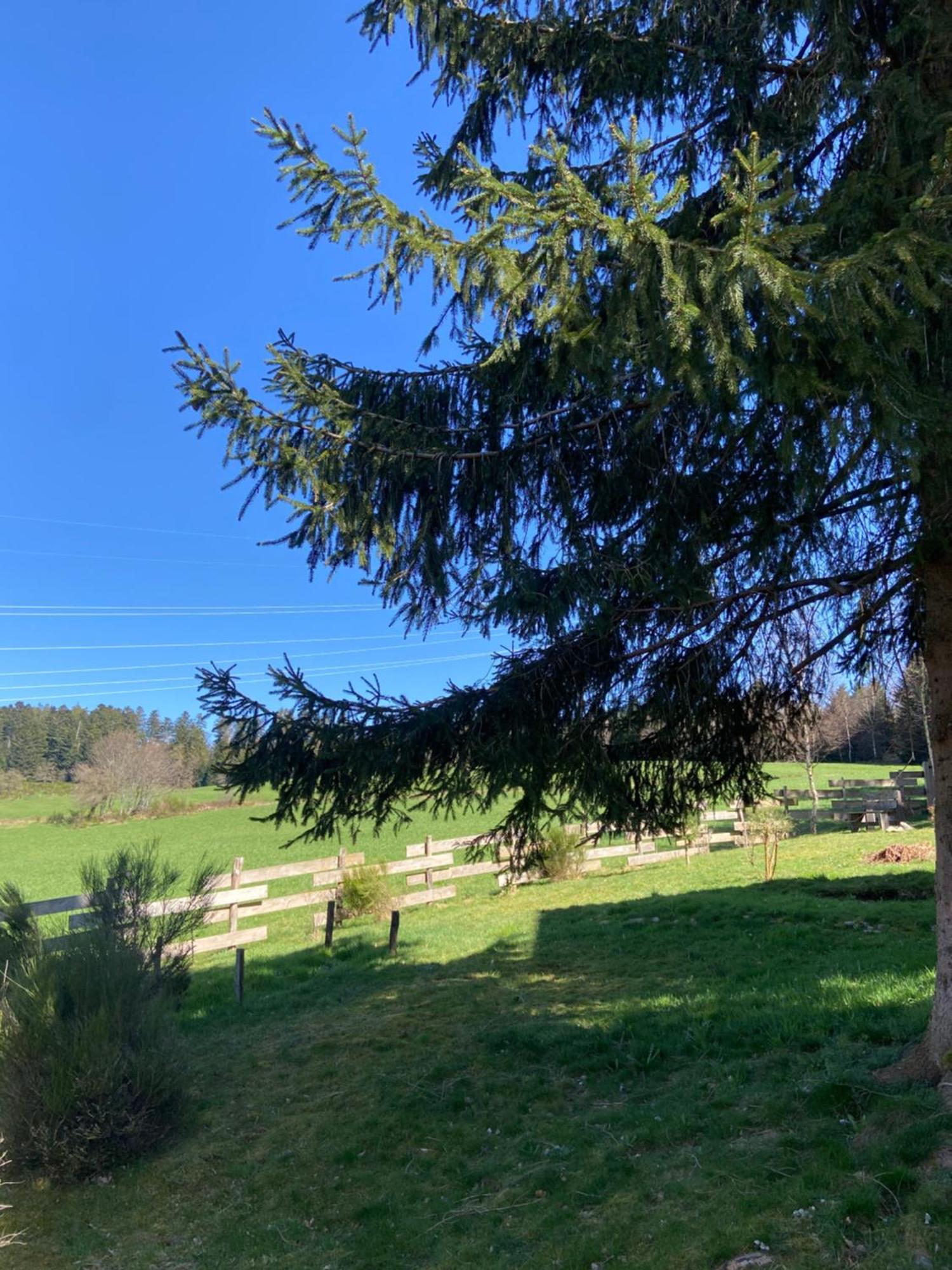 Chalet Authentique Au Calme, En Lisiere De Foret, Montagne, Sentiers 15Mn Gerardmer & Alsace "Chalet Mon Beau Sapin" Anould Eksteriør billede