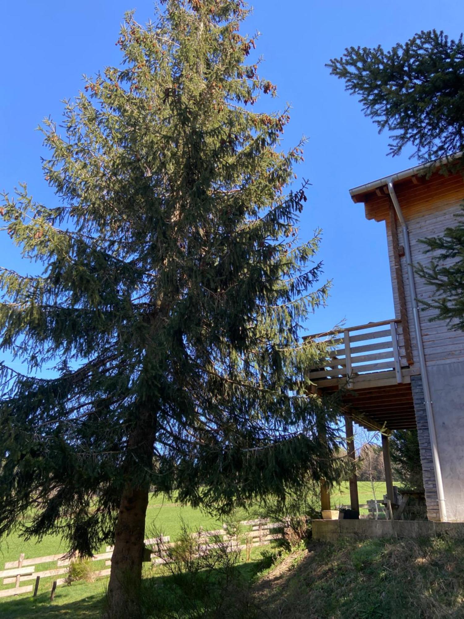 Chalet Authentique Au Calme, En Lisiere De Foret, Montagne, Sentiers 15Mn Gerardmer & Alsace "Chalet Mon Beau Sapin" Anould Eksteriør billede
